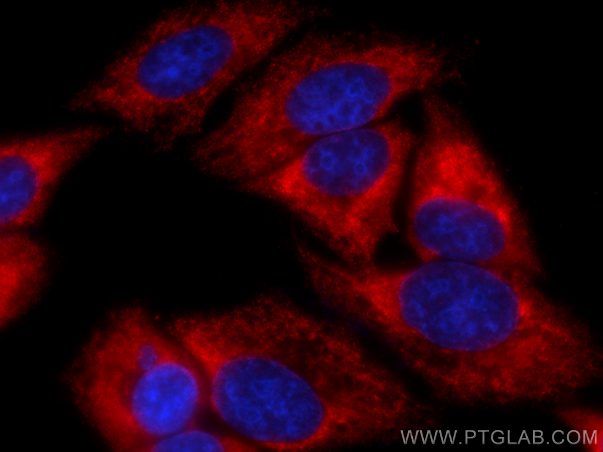 IF Staining of HepG2 using CL594-67943