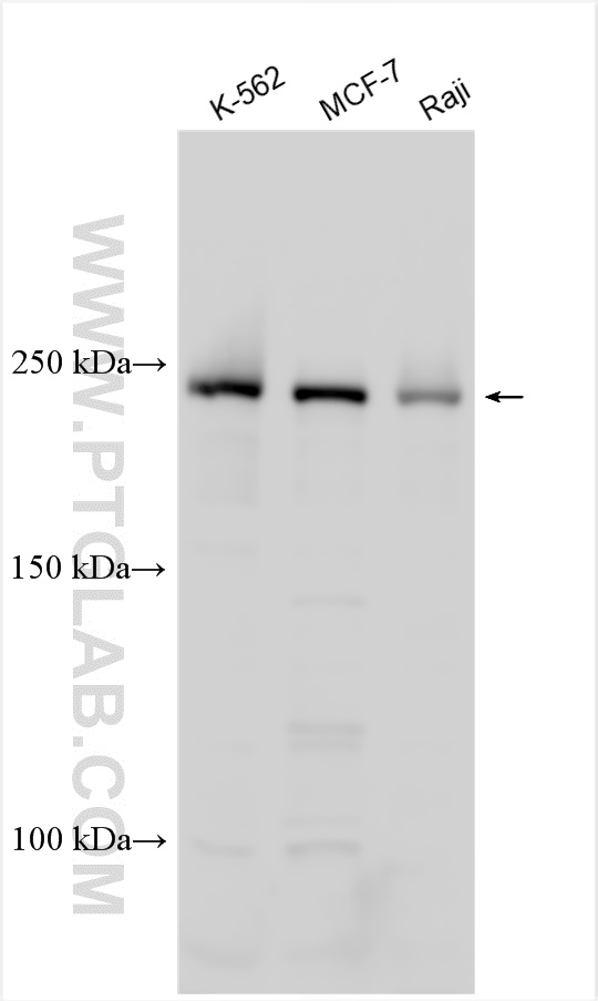 WB analysis using 23226-1-AP