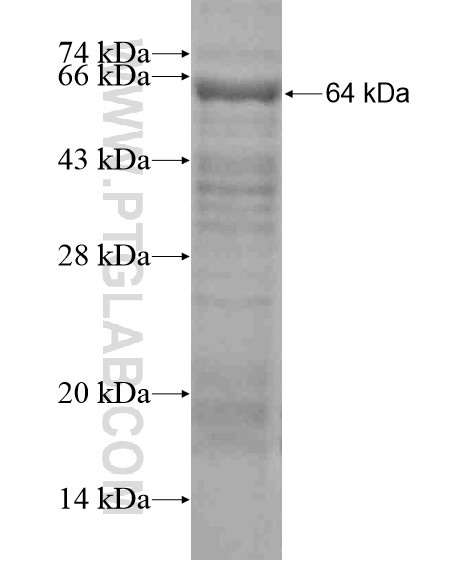 ATG2A fusion protein Ag19709 SDS-PAGE