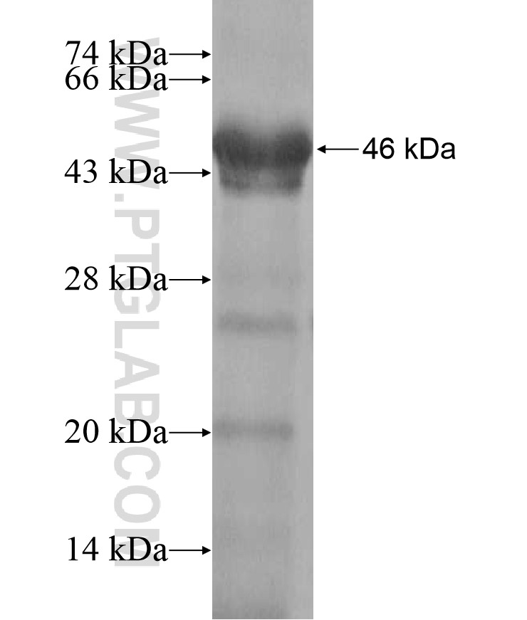 ATG3 fusion protein Ag17515 SDS-PAGE ATG3 fusion protein Ag17515 SDS-PAGE