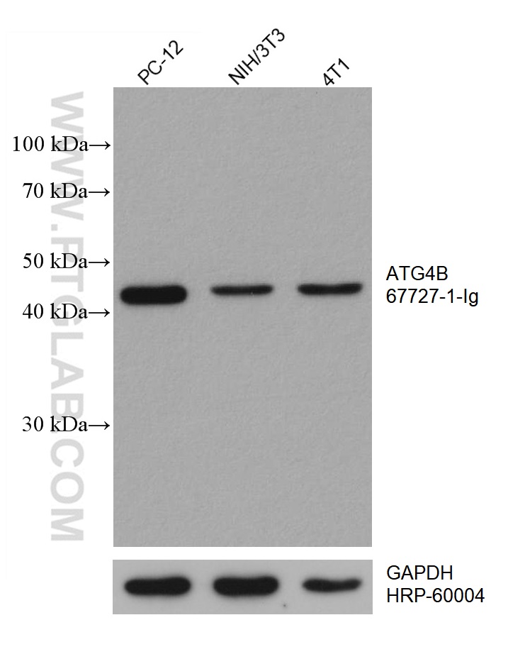 WB analysis using 67727-1-Ig