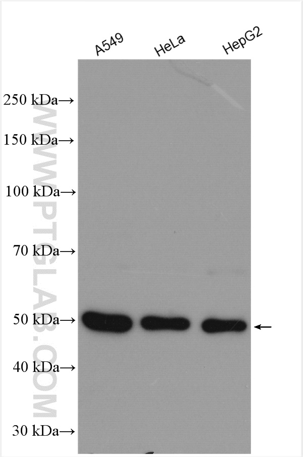 WB analysis using 10181-2-AP