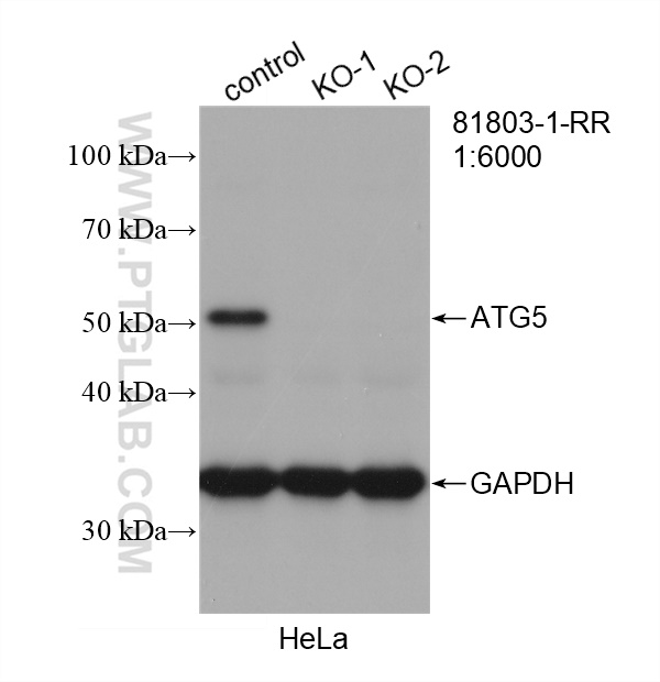 WB analysis of HeLa using 81803-1-RR (same clone as 81803-1-PBS)