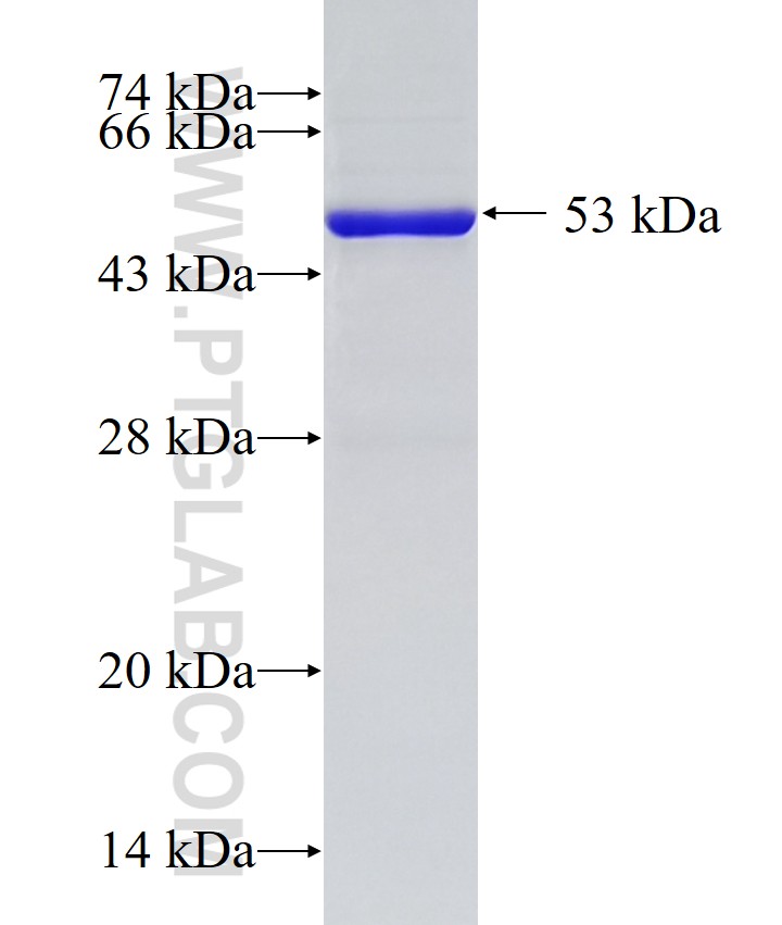 ATG5 fusion protein Ag0214 SDS-PAGE