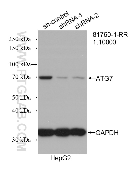 WB analysis of HepG2 using 81760-1-RR