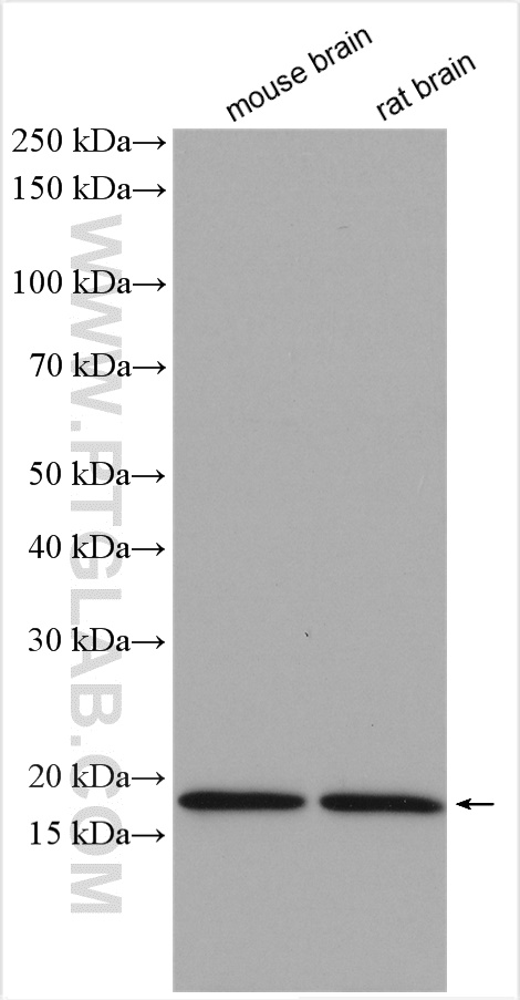 WB analysis using 11010-1-AP