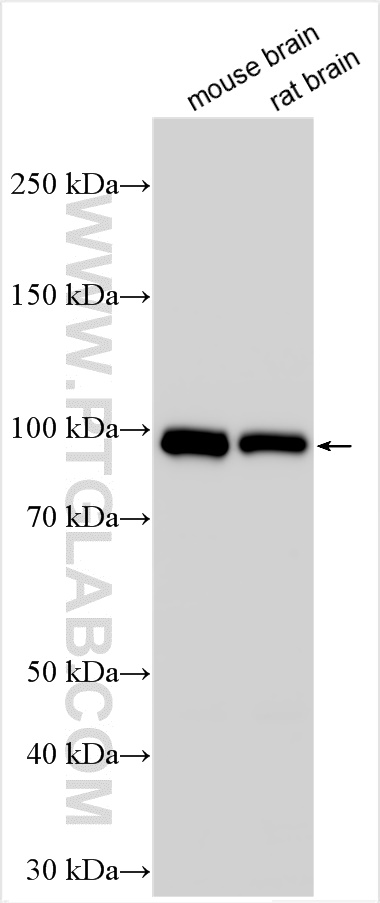 WB analysis using 26276-1-AP