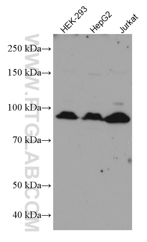 WB analysis using 67096-1-Ig
