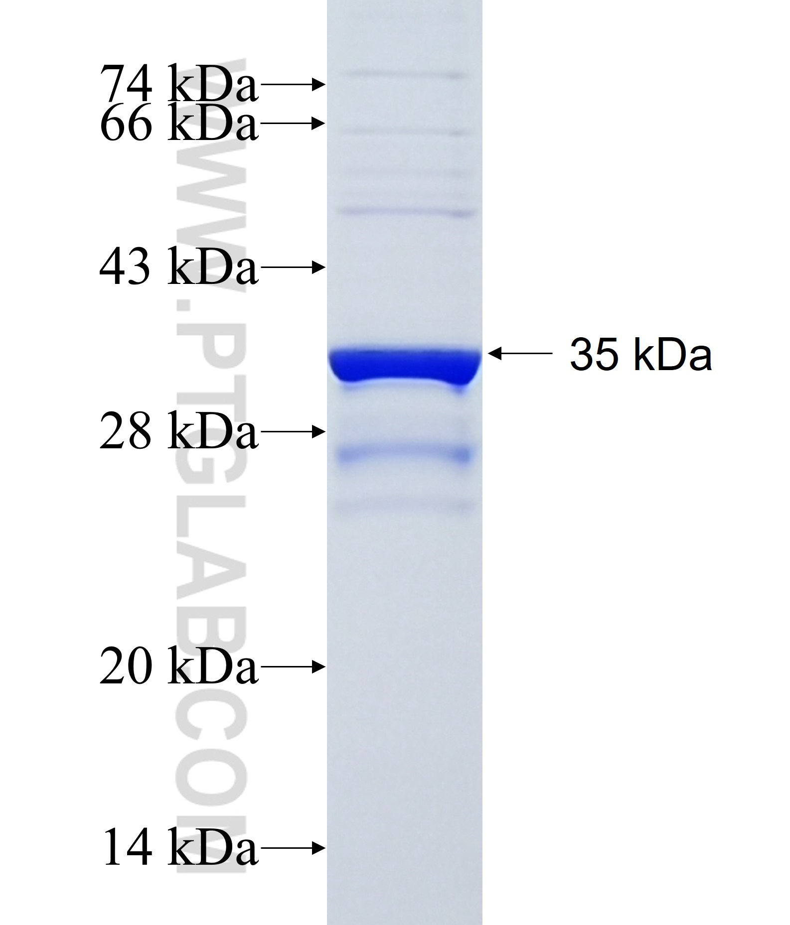 ATG9A fusion protein Ag24212 SDS-PAGE