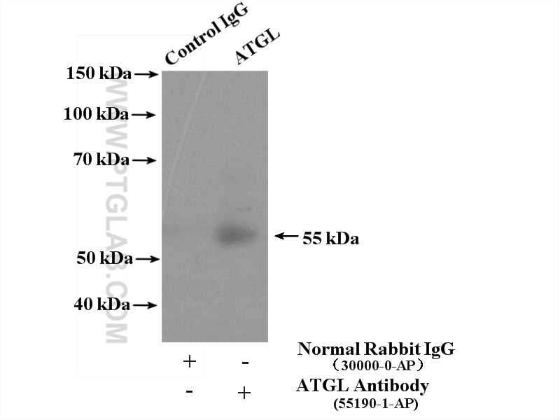 IP experiment of mouse testis using 55190-1-AP