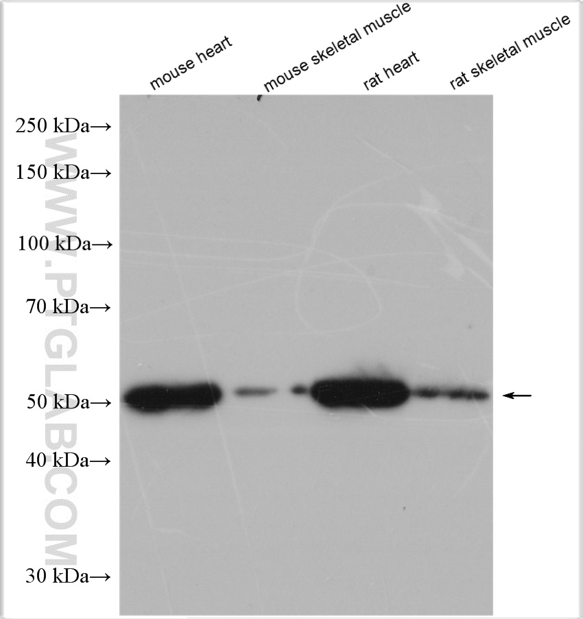 WB analysis using 55190-1-AP