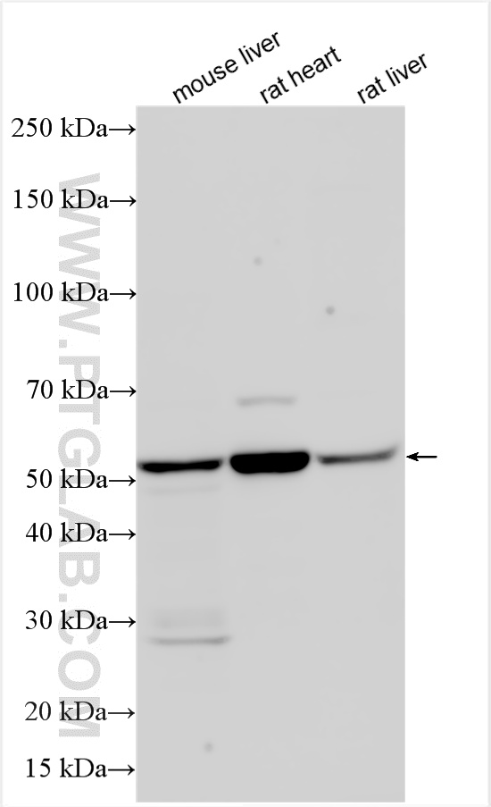 WB analysis using 55190-1-AP