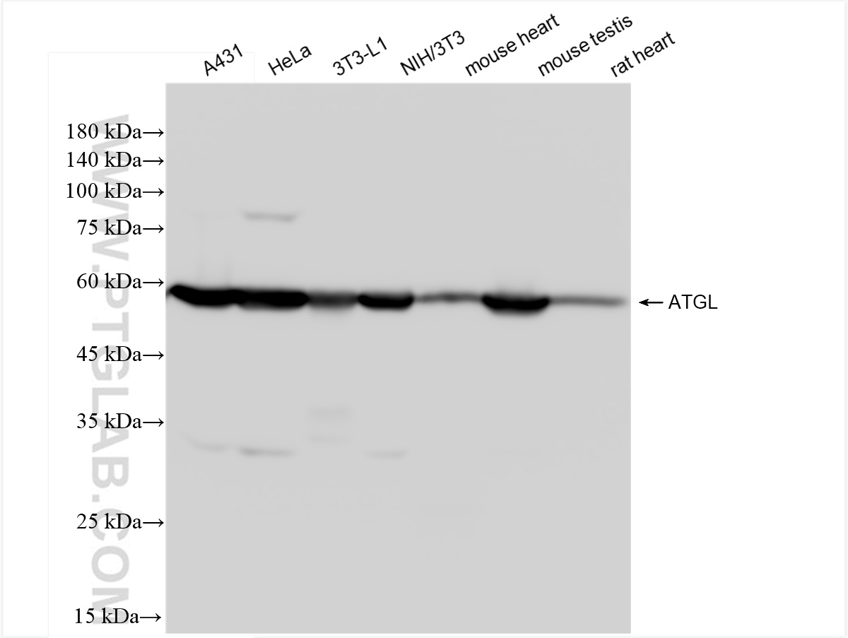 WB analysis using 84736-1-RR (same clone as 84736-1-PBS)