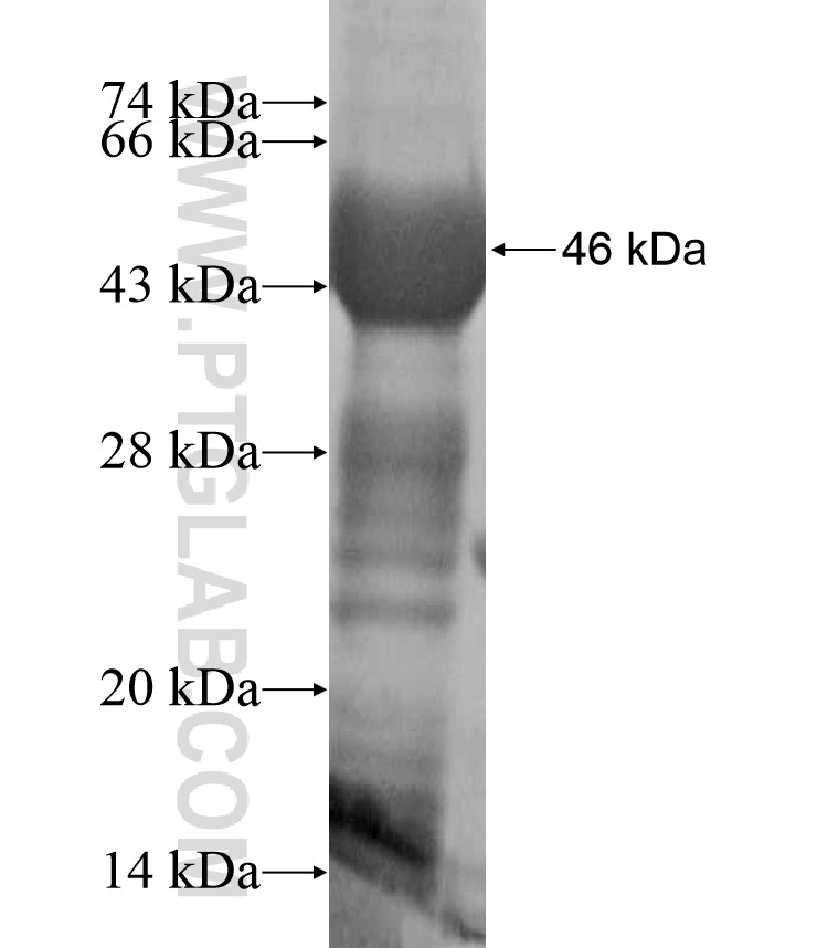 ATHL1 fusion protein Ag17332 SDS-PAGE ATHL1 fusion protein Ag17332 SDS-PAGE