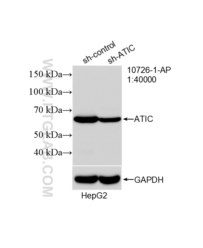 WB analysis of HepG2 using 10726-1-AP