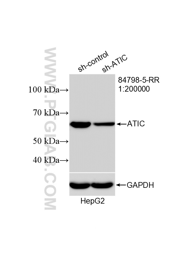 WB analysis of HepG2 using 84798-5-RR (same clone as 84798-5-PBS)