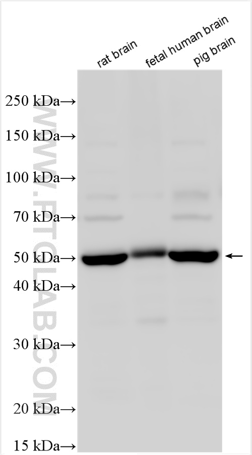 WB analysis using 31924-1-AP