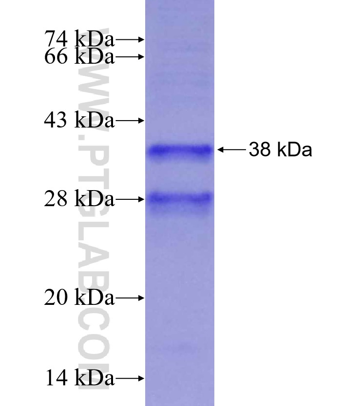 ATL1 fusion protein Ag29223 SDS-PAGE