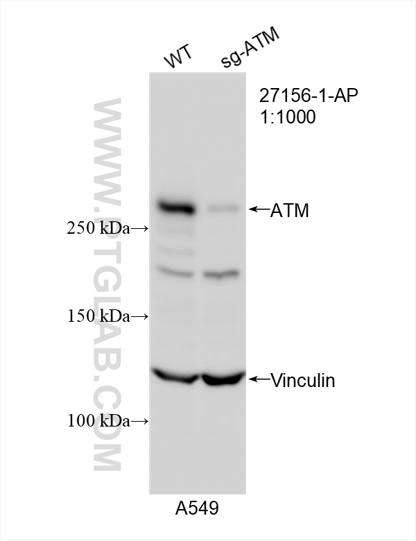 WB analysis of A549 using 27156-1-AP