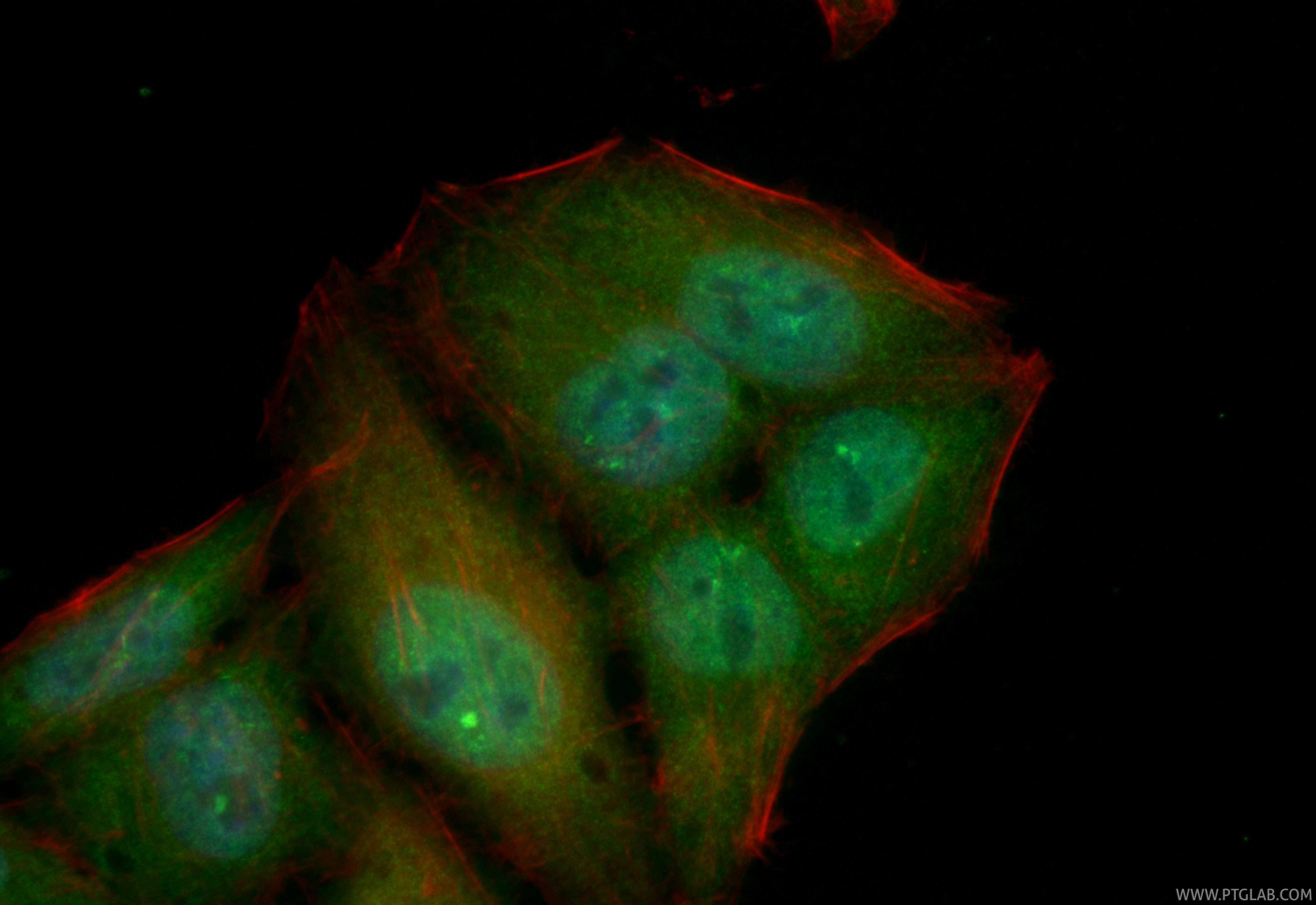 Immunofluorescent analysis of (4% PFA) fixed HepG2 cells using CoraLite® Plus 488 ATM antibody (CL488-83608-5, Clone: 240560F5 ) at dilution of 1:200, CL594-phalloidin (red). IF Staining of HepG2 using CL488-83608-5
