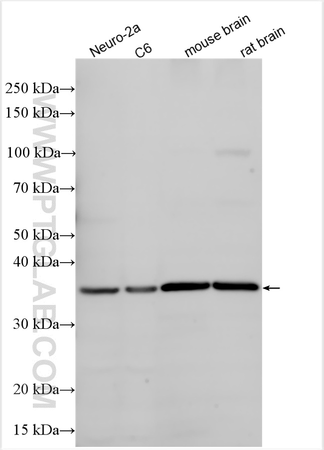 Various lysates were subjected to SDS PAGE followed by western blot with 21215-1-AP (ATOH1 antibody) at dilution of 1:3000 incubated at room temperature for 1.5 hours. WB analysis using 21215-1-AP