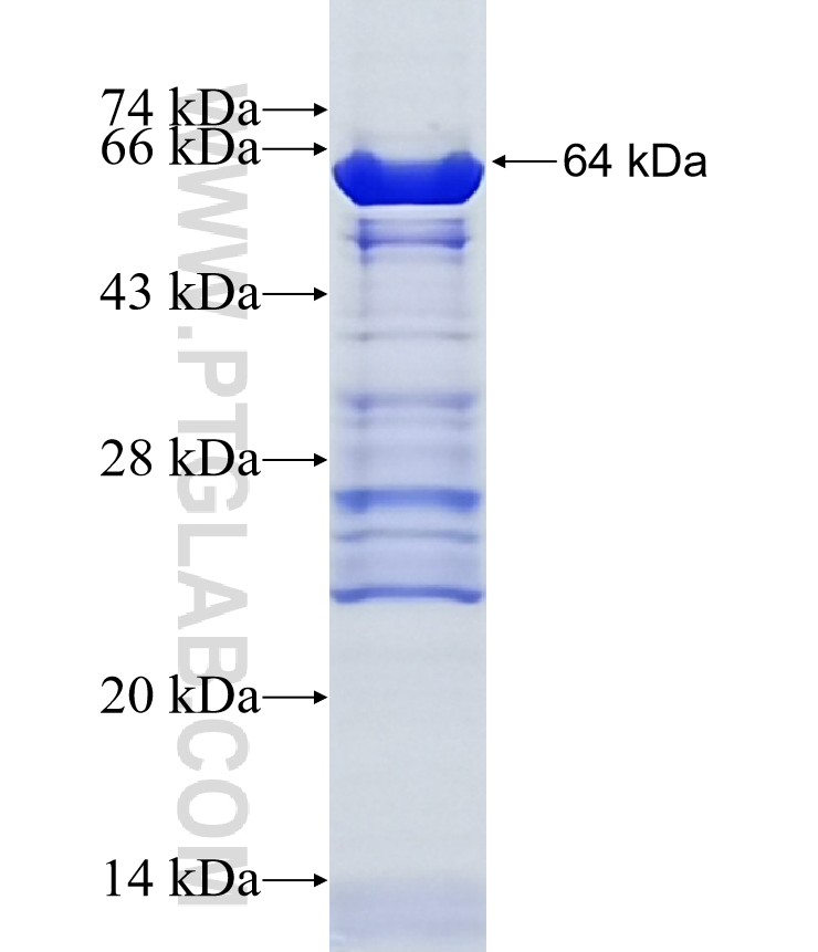 ATOH1 fusion protein Ag15615 SDS-PAGE