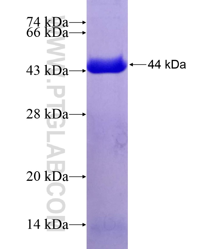 ATOH1 fusion protein Ag16532 SDS-PAGE