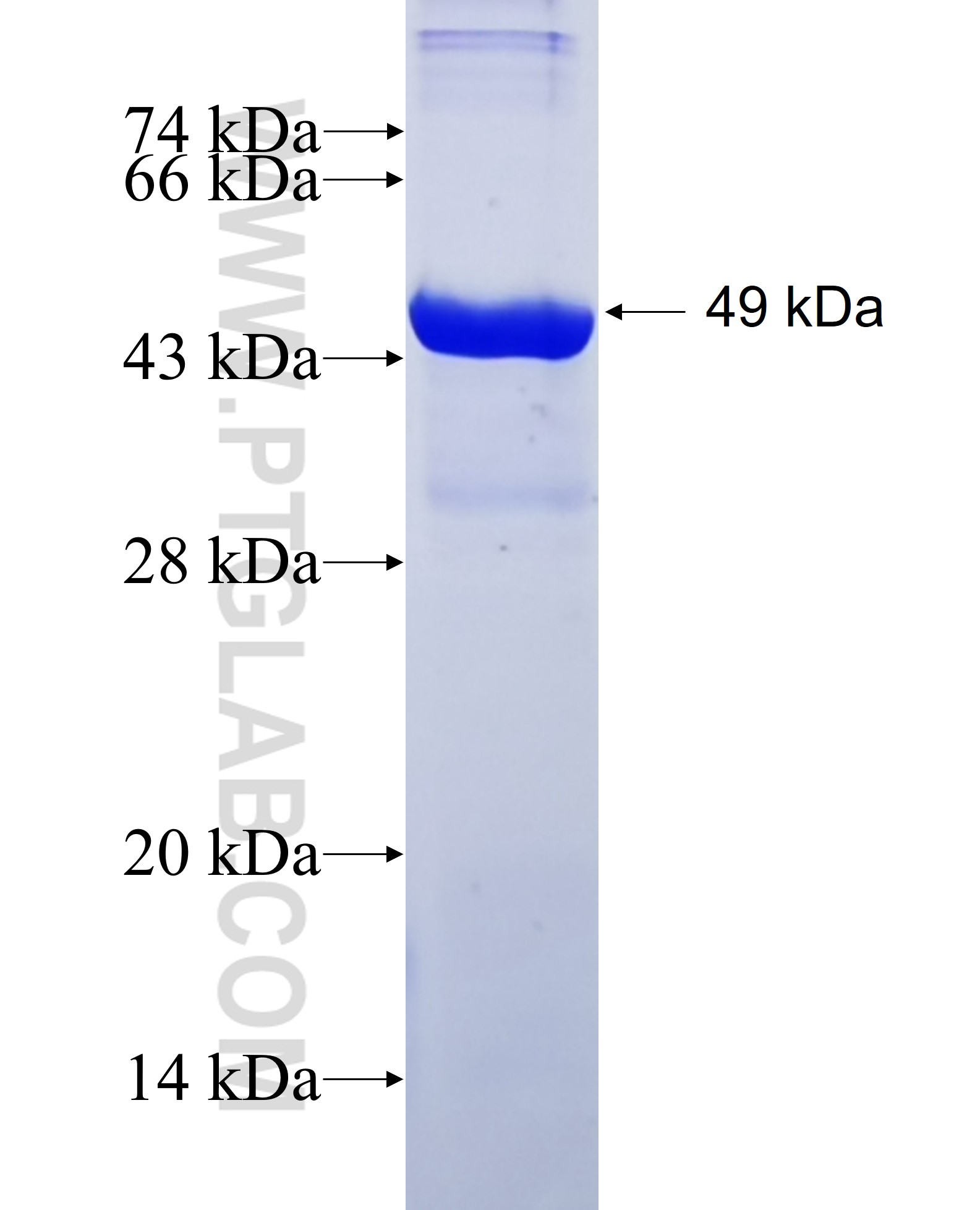 ATOH1 fusion protein Ag16532 SDS-PAGE