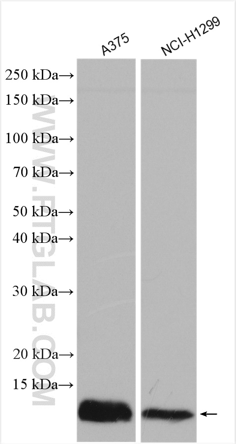 WB analysis using 22641-1-AP