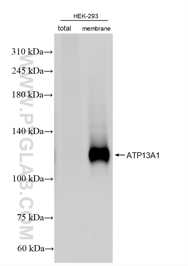 WB analysis of HEK-293 using 86762-3-RR WB analysis of HEK-293 using 86762-3-RR