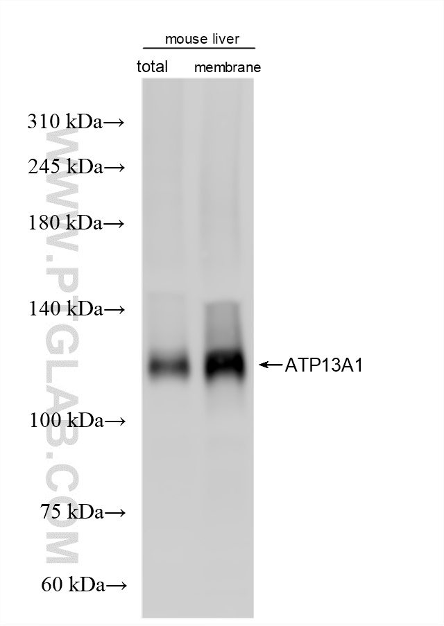 WB analysis of mouse liver using 86762-3-RR WB analysis of mouse liver using 86762-3-RR