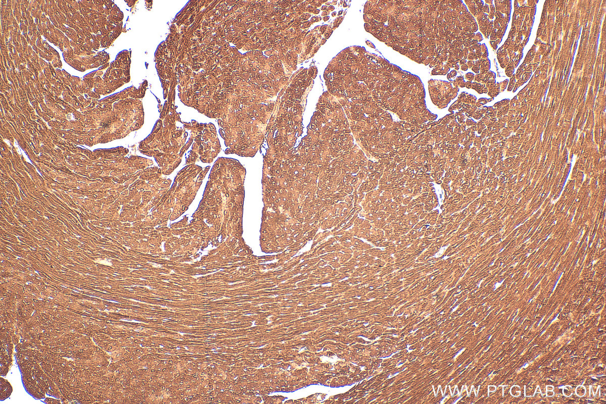 IHC staining of mouse heart using 55108-1-AP