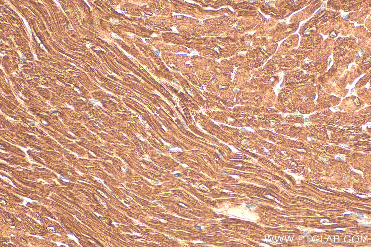IHC staining of mouse heart using 55108-1-AP