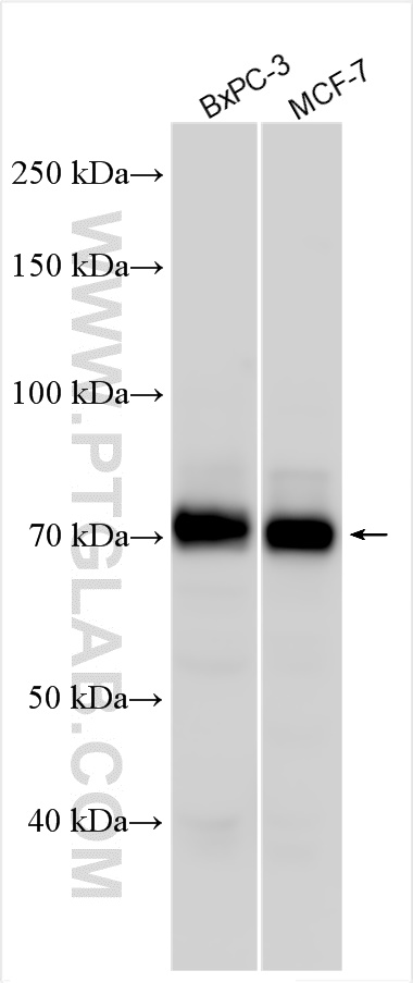 WB analysis using 55108-1-AP