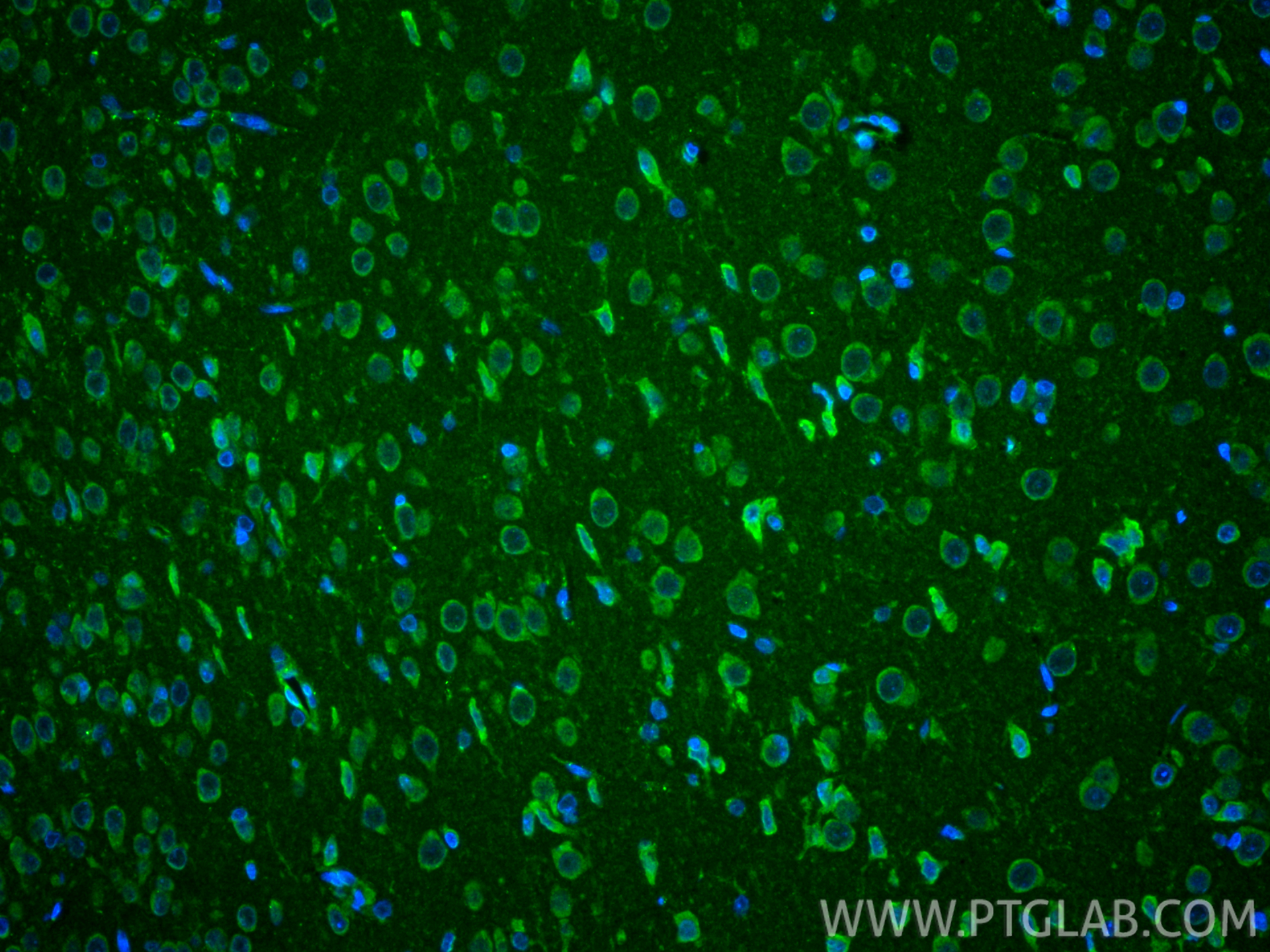 IF Staining of rat brain using 24676-1-AP
