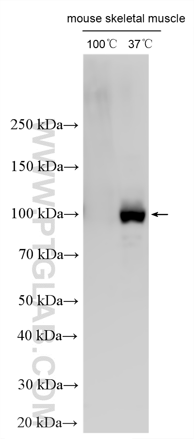 WB analysis using 16836-1-AP