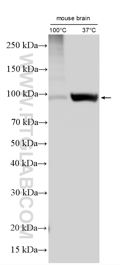 WB analysis using 55179-1-AP