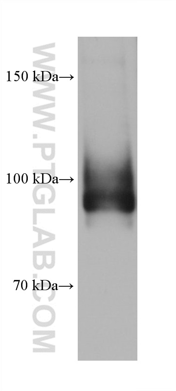 WB analysis of pig brain using 68505-1-Ig (same clone as 68505-1-PBS)