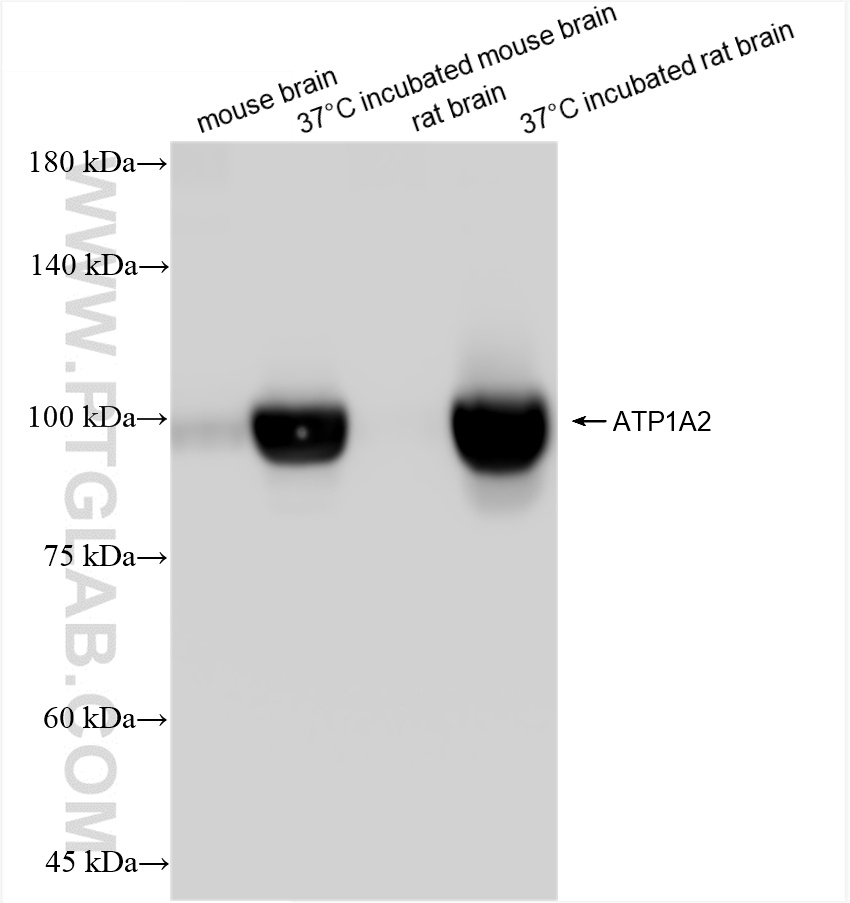 WB analysis using 84999-4-RR