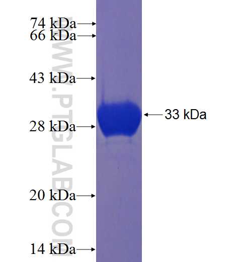 ATP1A3 fusion protein Ag22842 SDS-PAGE