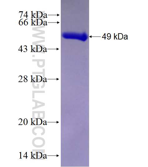 ATP1A3 fusion protein Ag27705 SDS-PAGE