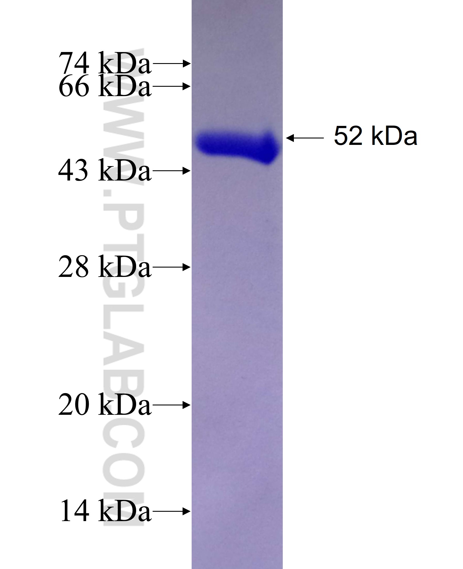 ATP1A3 fusion protein Ag27705 SDS-PAGE