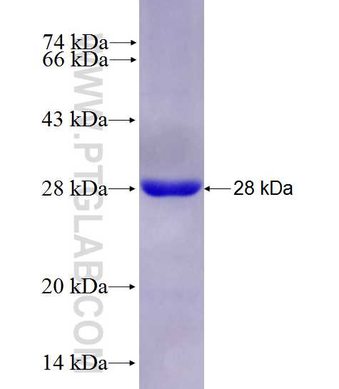 ATP1A3 fusion protein Ag27711 SDS-PAGE