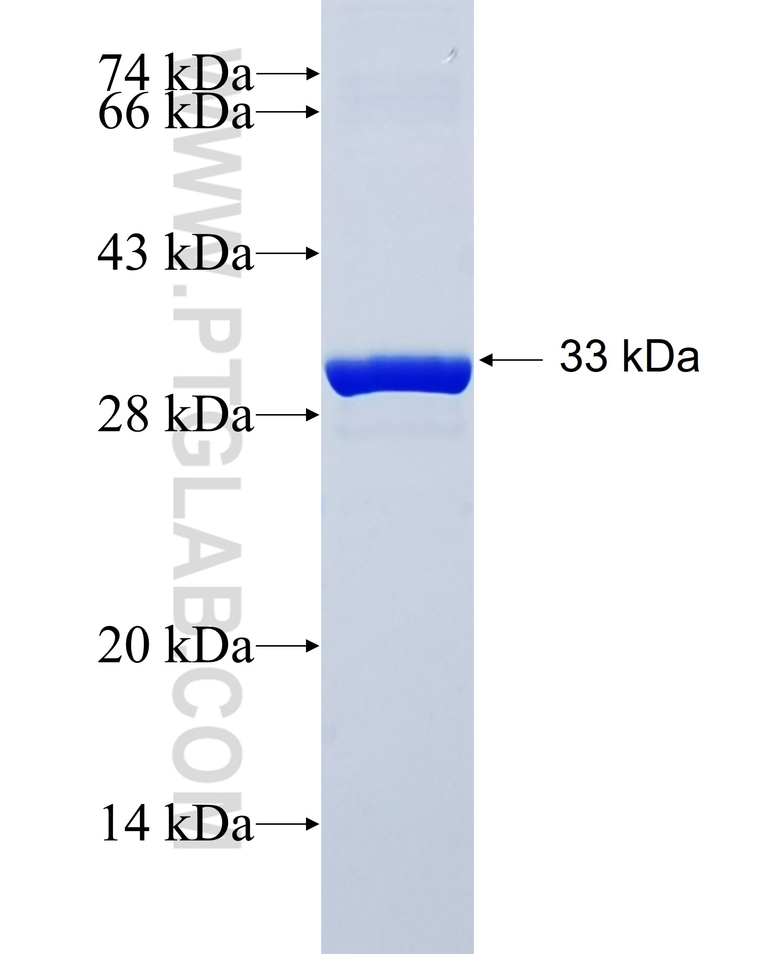 ATP1A4 fusion protein Ag25286 SDS-PAGE