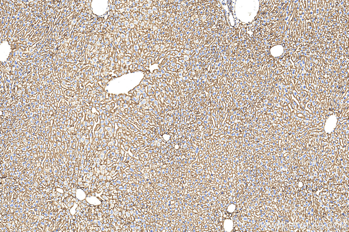 IHC staining of mouse liver using 32764-1-AP IHC staining of mouse liver using 32764-1-AP