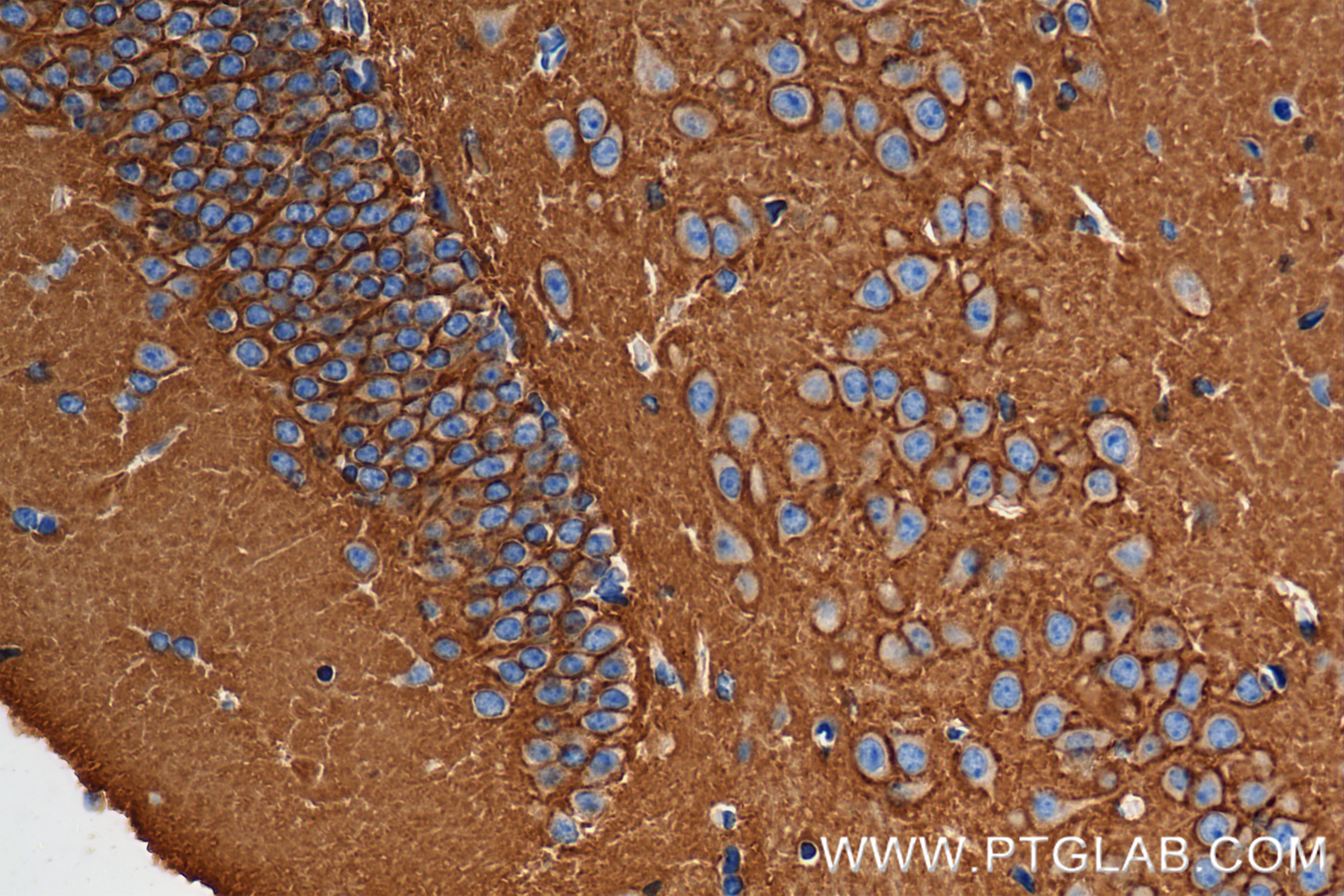 IHC staining of mouse brain using 84707-5-RR