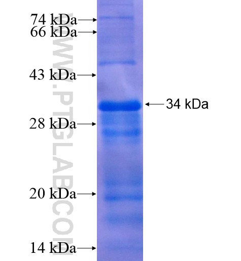 ATP1B1 fusion protein Ag7326 SDS-PAGE