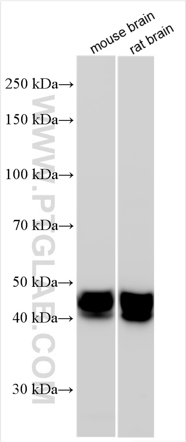 WB analysis using 22338-1-AP