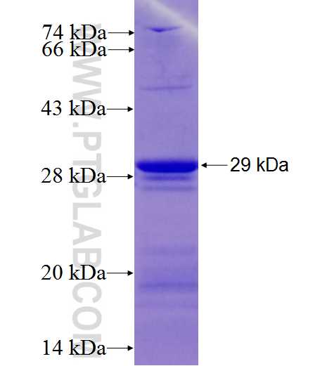 ATP1B4 fusion protein Ag26801 SDS-PAGE