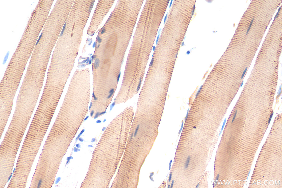 IHC staining of mouse skeletal muscle using 22361-1-AP